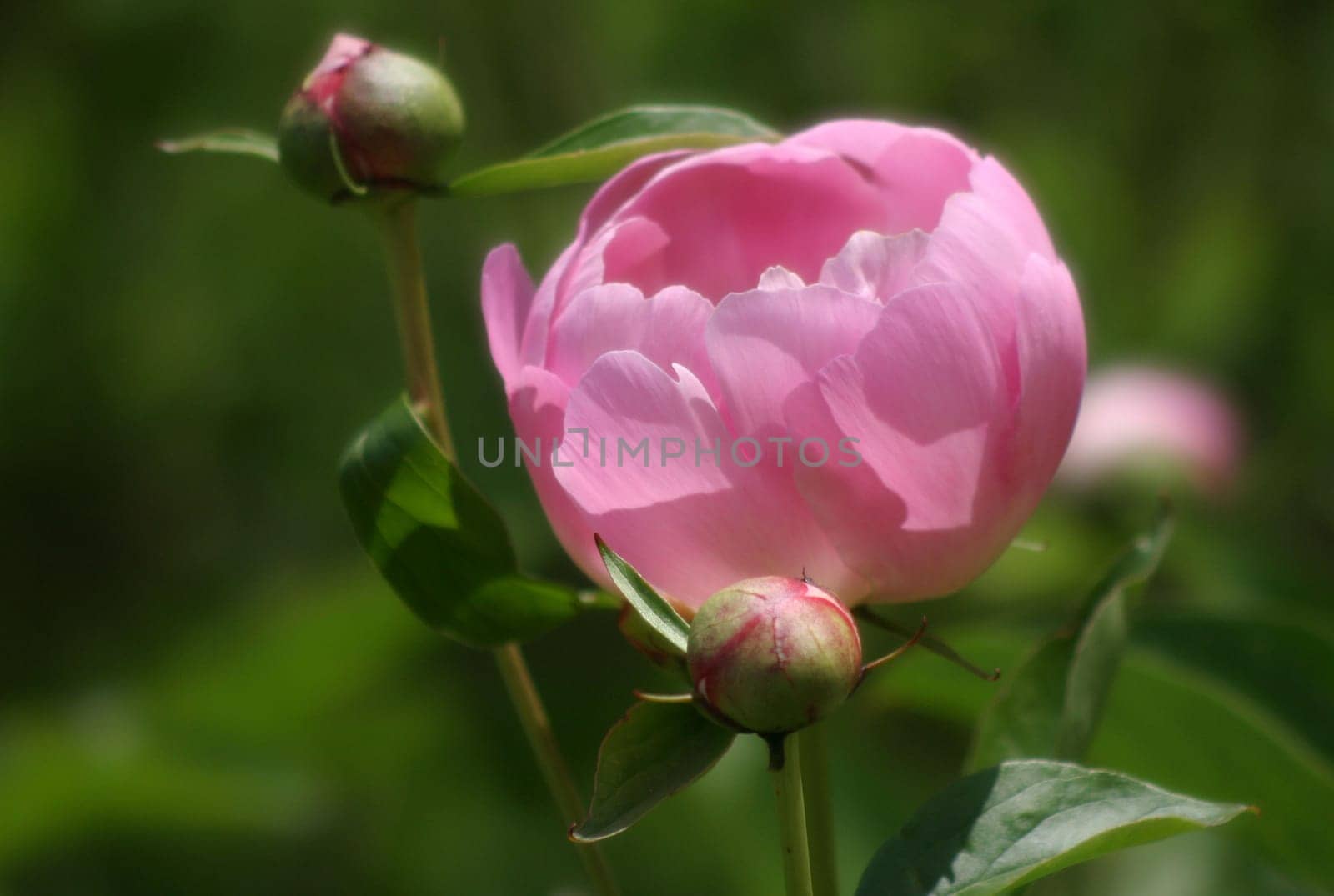 Peony