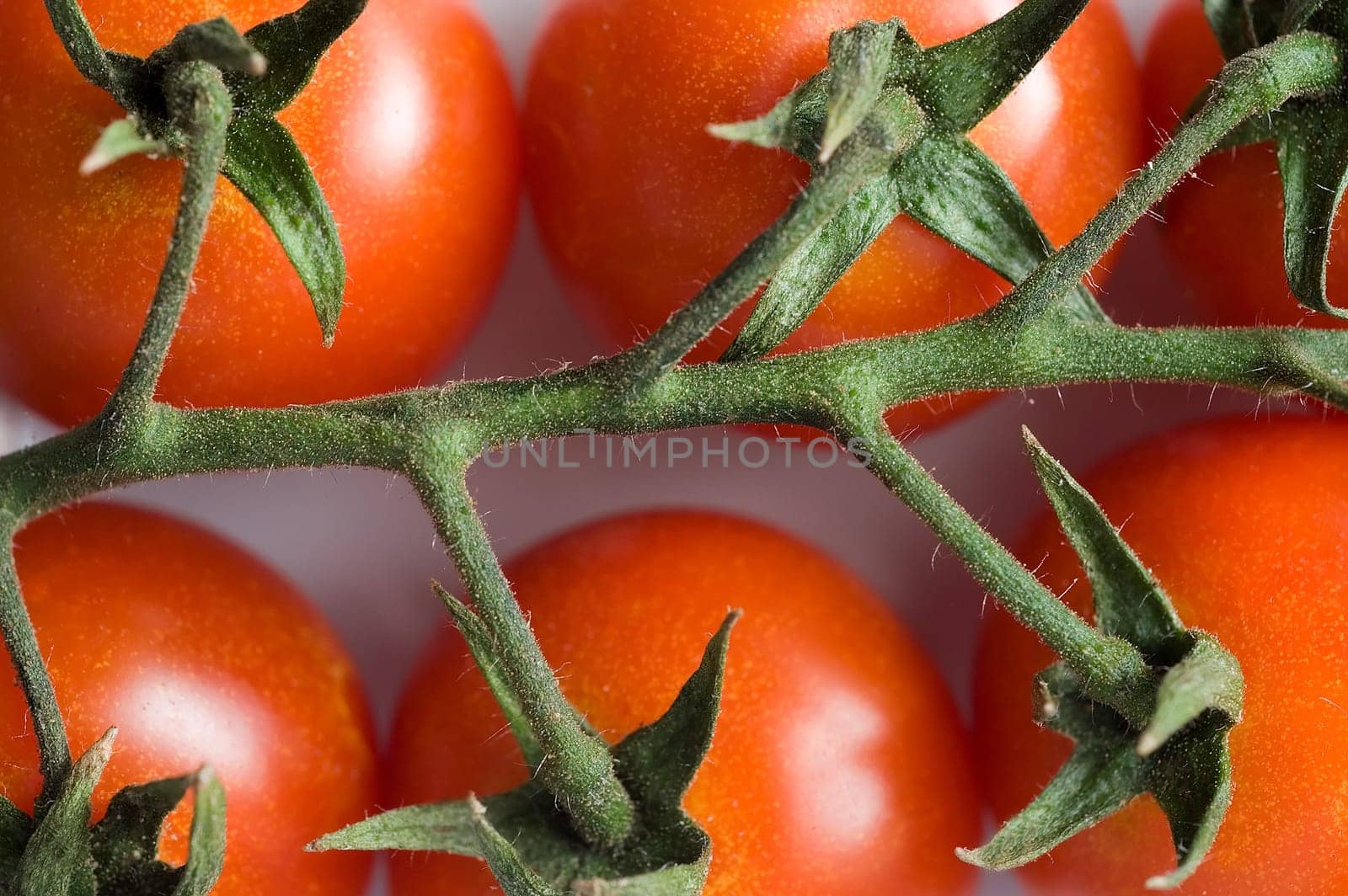 Tomatoes