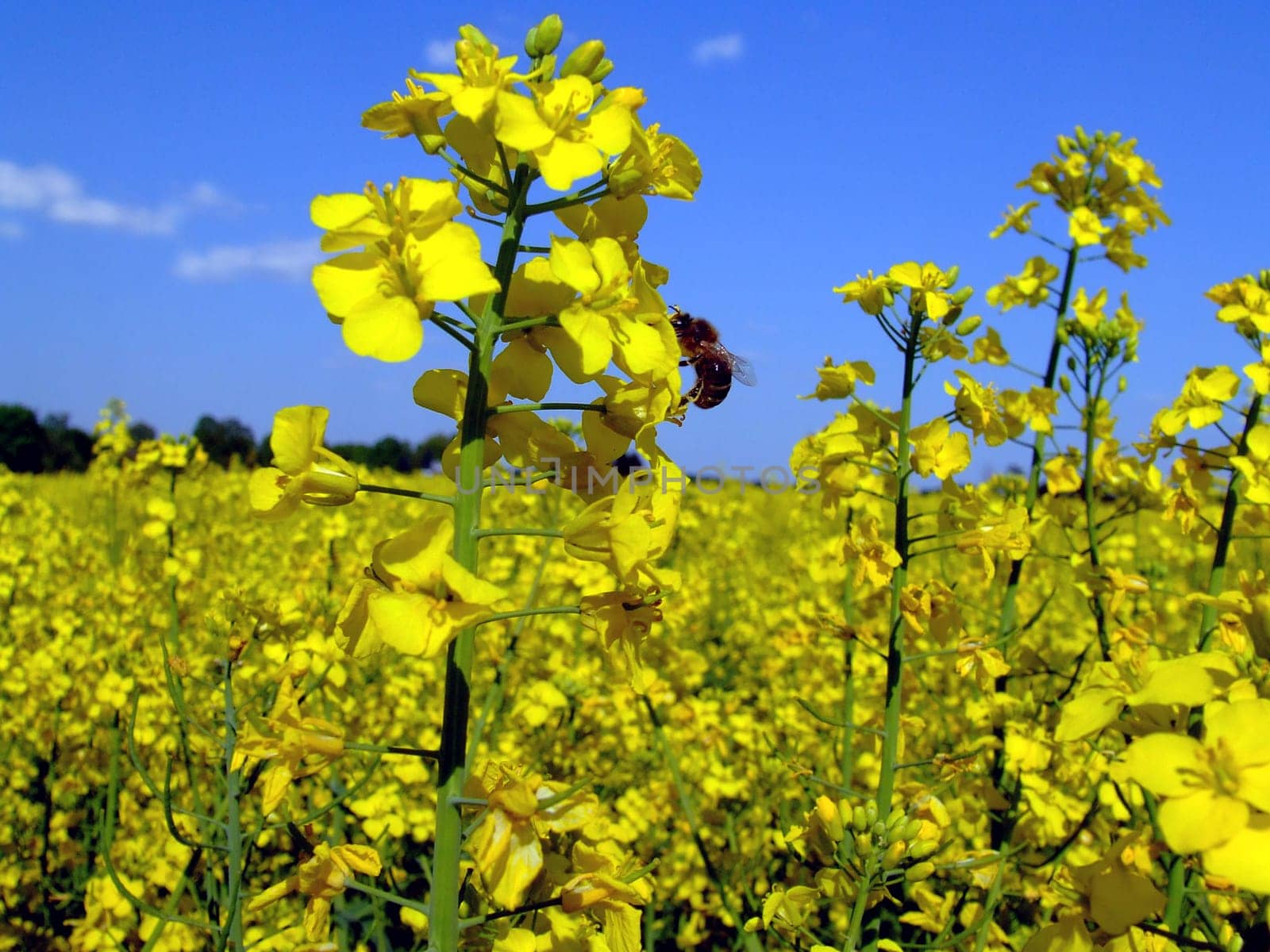 Rapeseed with visitor