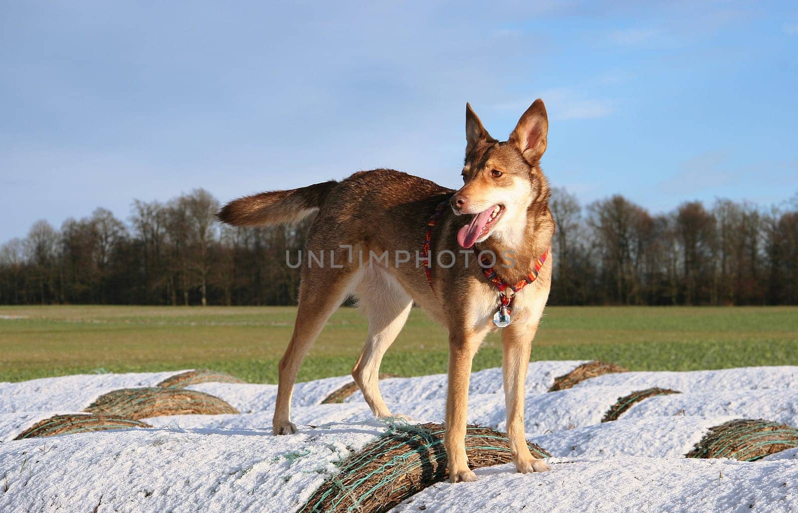 Foxi