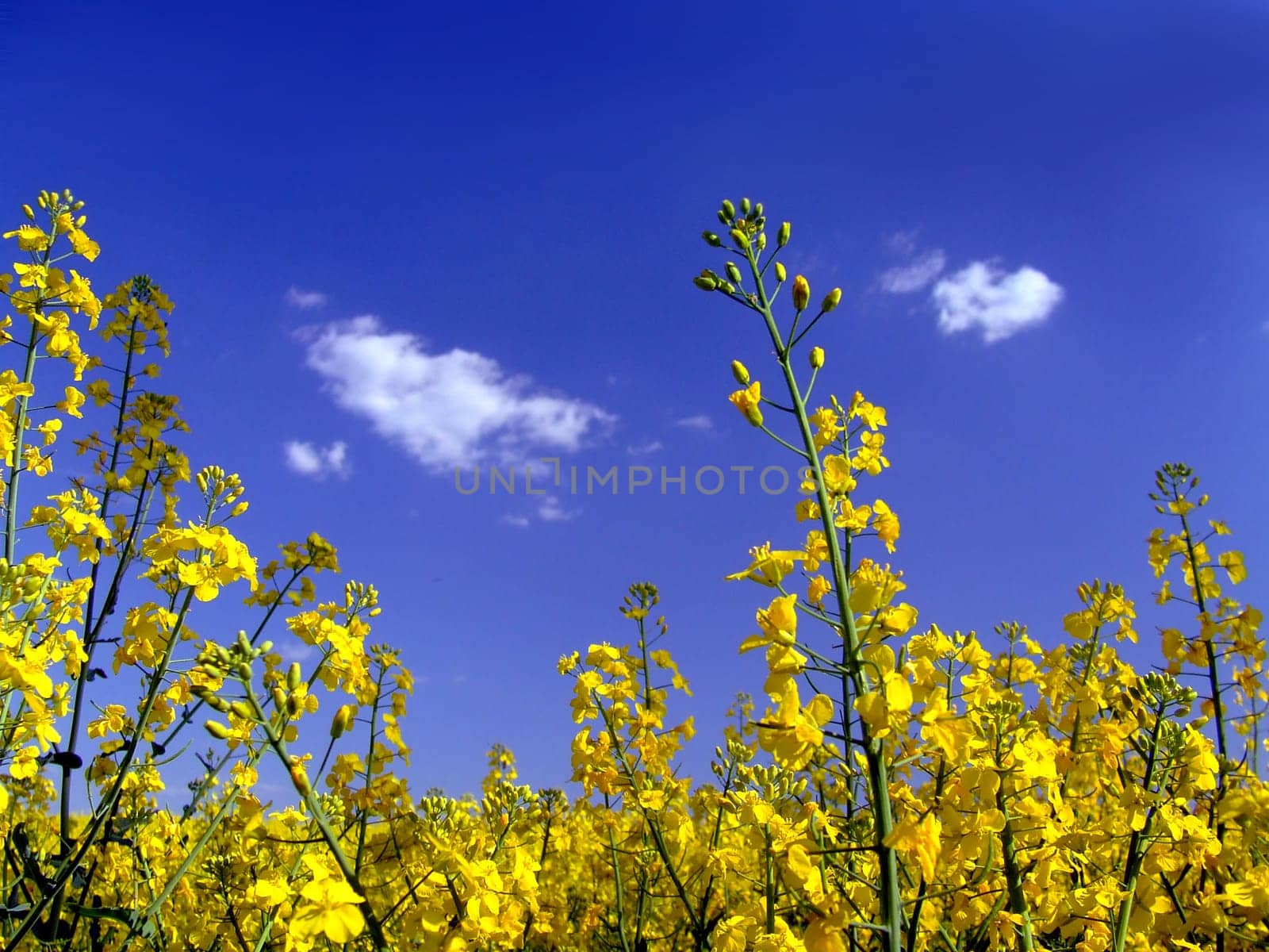 Rapeseed tops