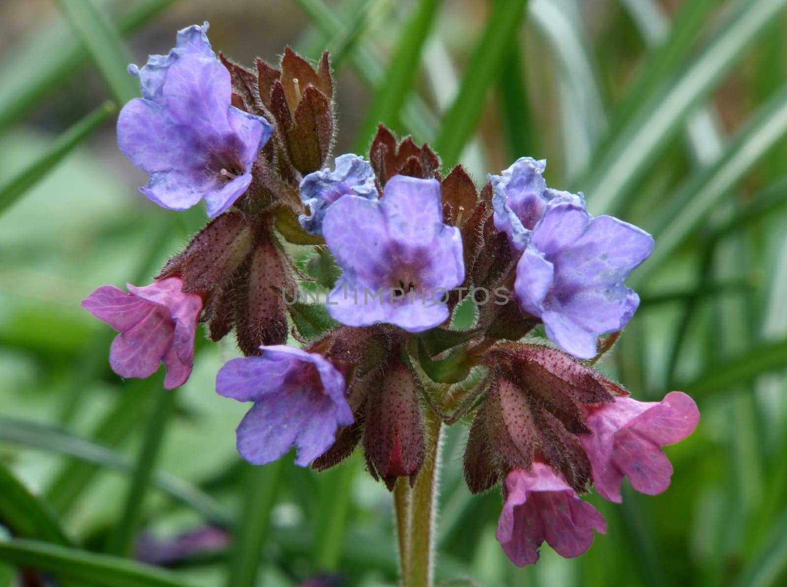 These are the flowers of the unspotted lungwort. There is also a spotted variety,where this designation refers to the foliage. The flowers first appear red and then change color to blue. I have also cultivated them in the garden and they have been used to cultivate them in the garden.