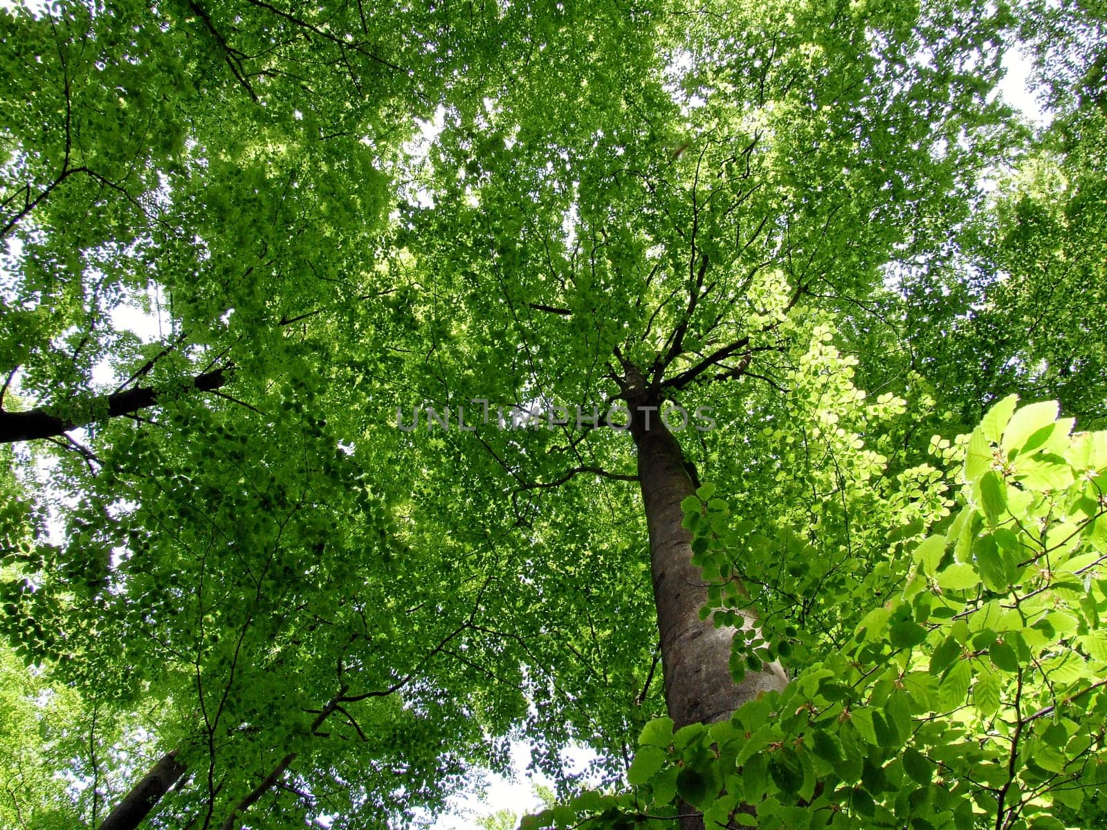 A glimpse into the crowns of the beech trees