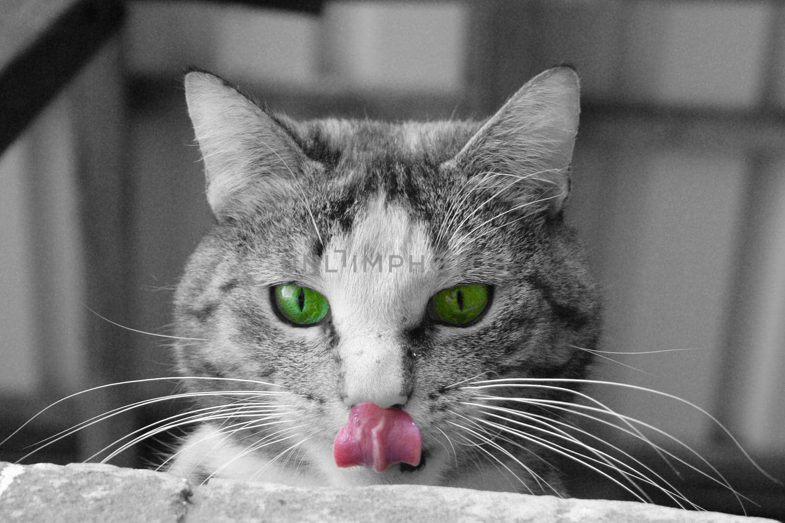 Meow,meow..