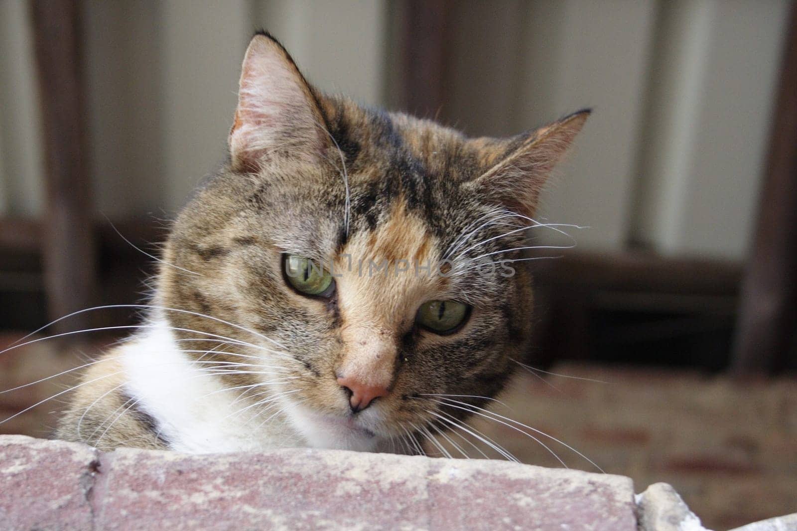 Cat on the wall