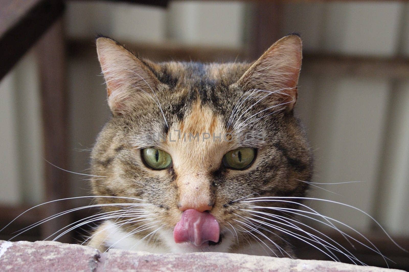 Meow,Meow