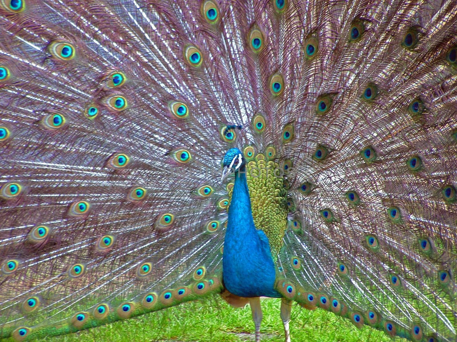 Peacock