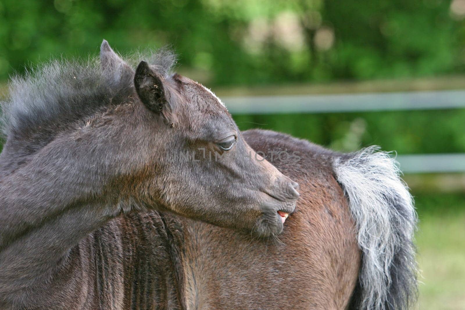 You have to nibble,which didn't work so well with the little one because the teeth weren't quite there yet. Pony foals 2 weeks old.