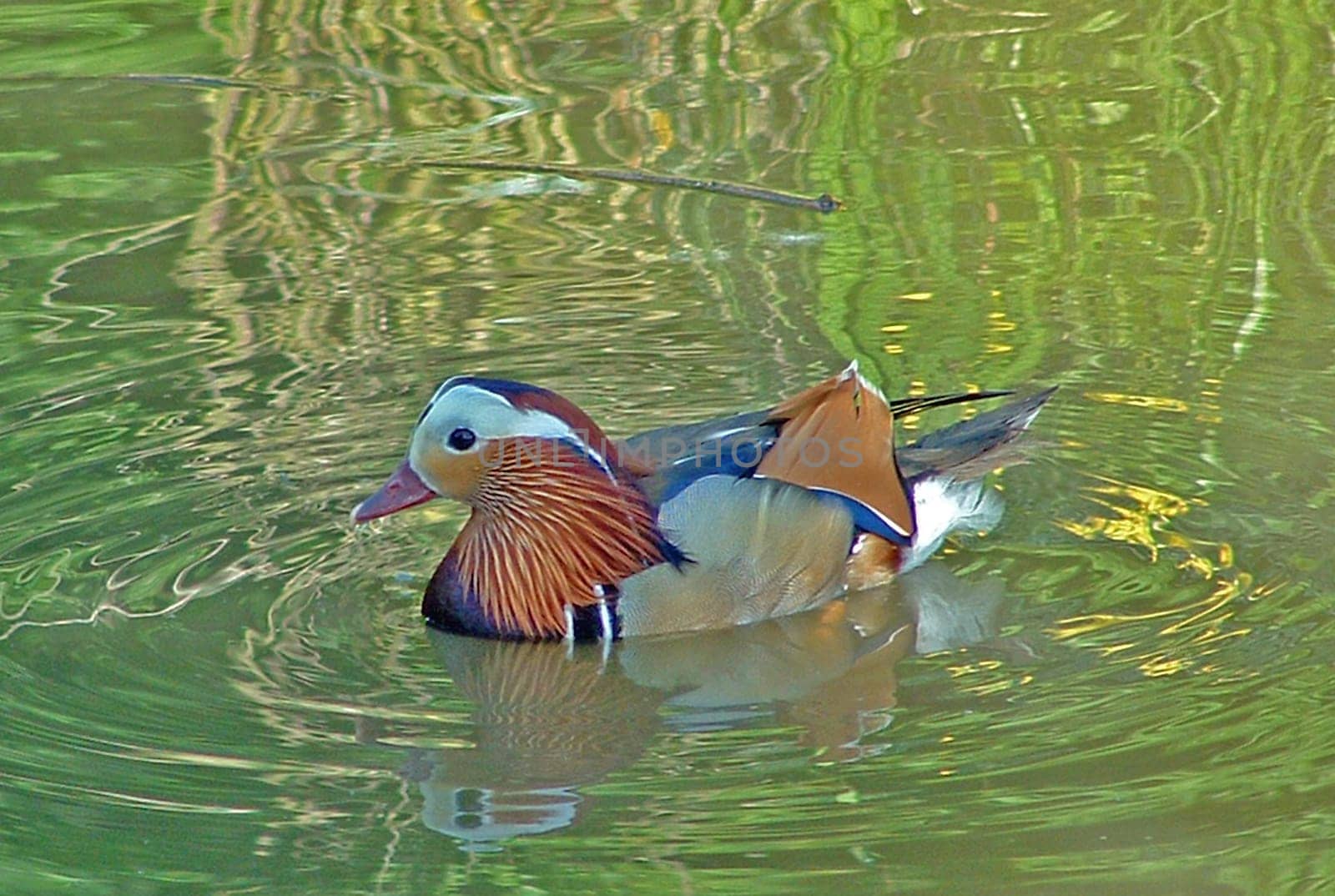 Duck