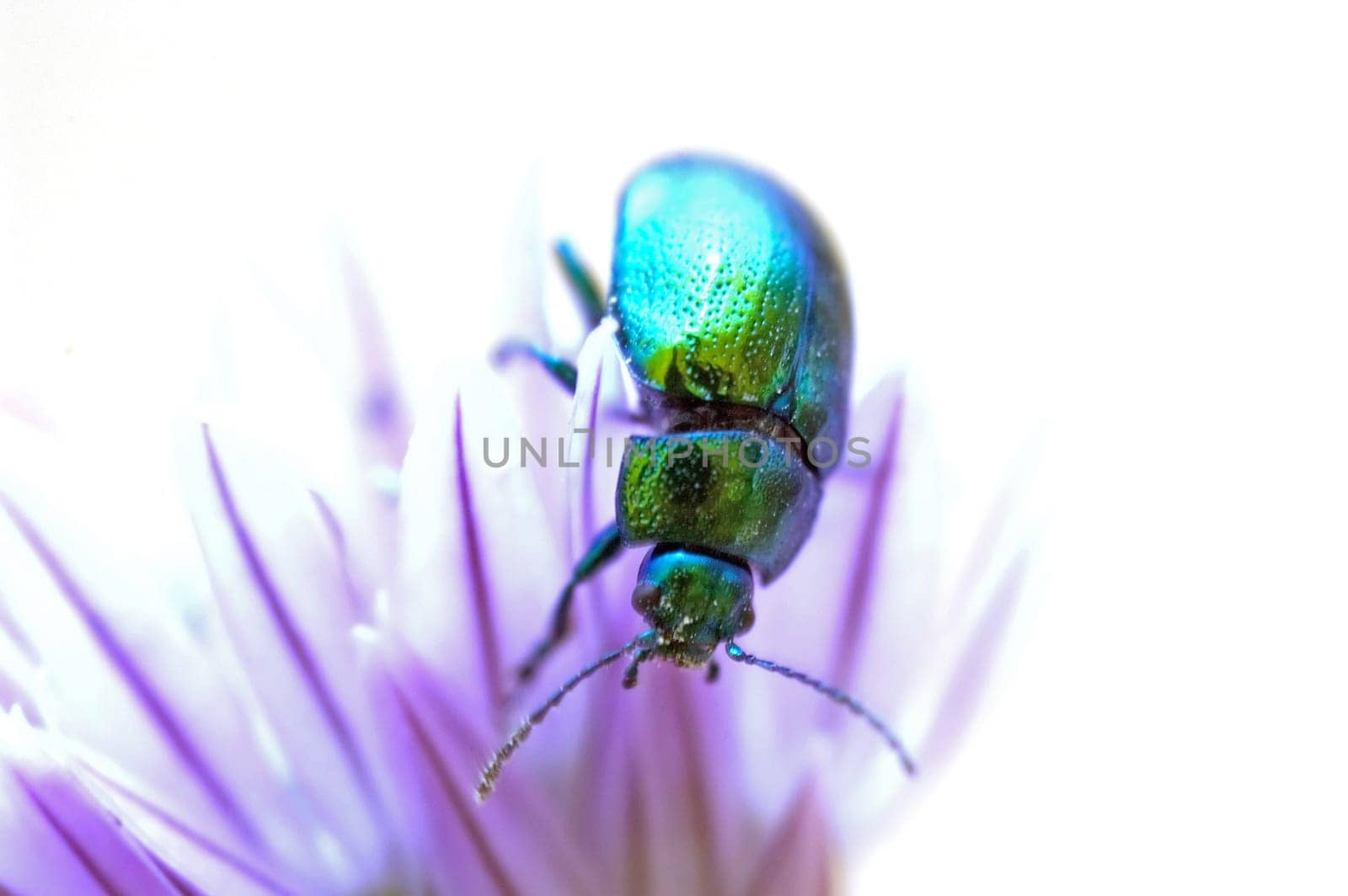 Beetle 04