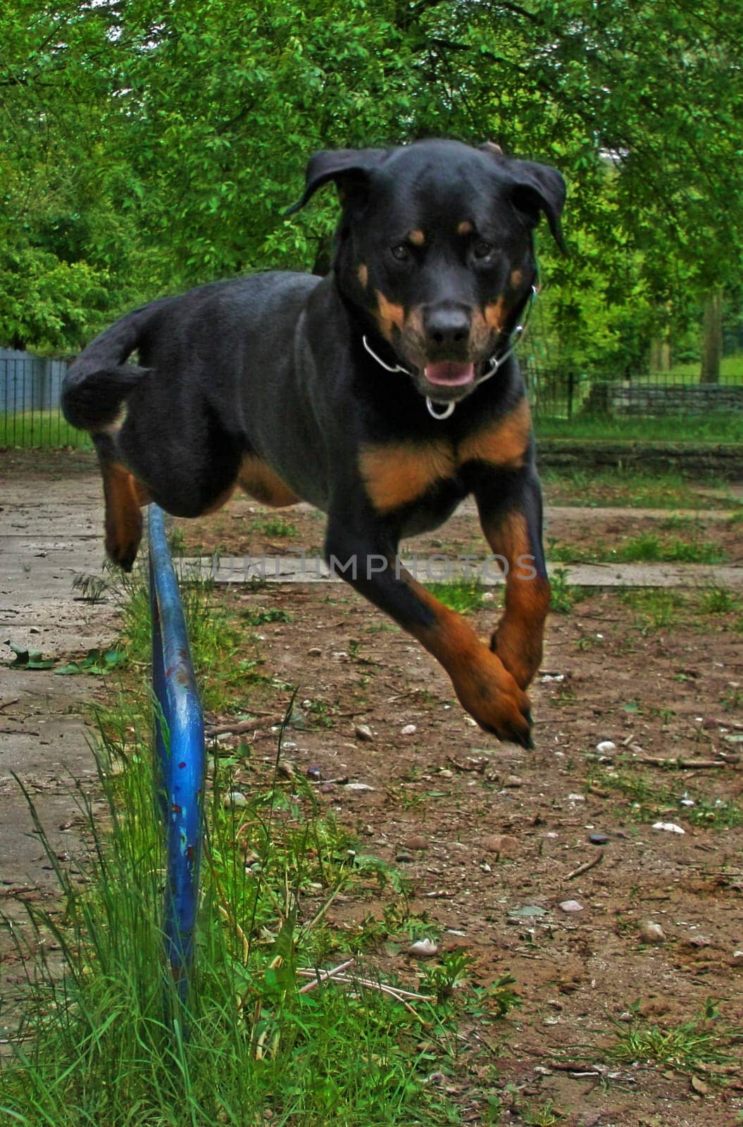 Agility Fun on 4 Paws Part II