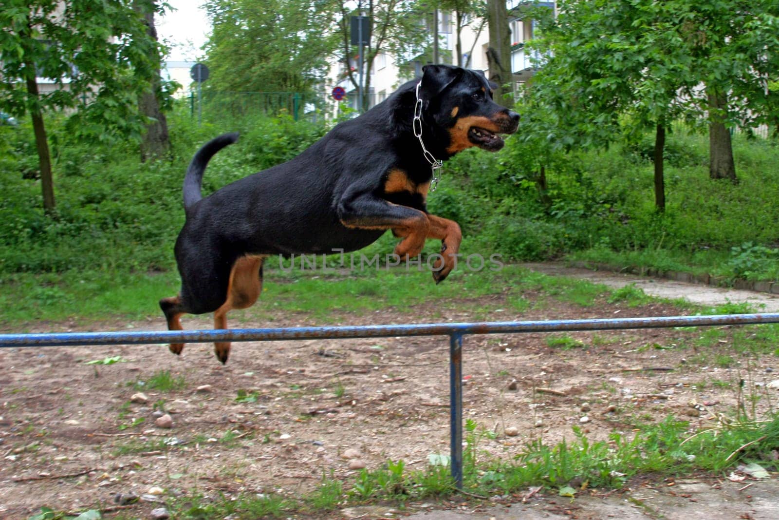 Agility fun on 4 paws
