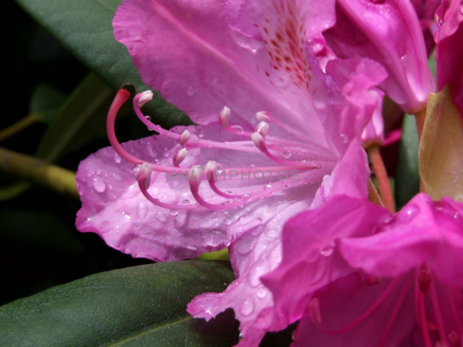 Pink Rhododendron 4