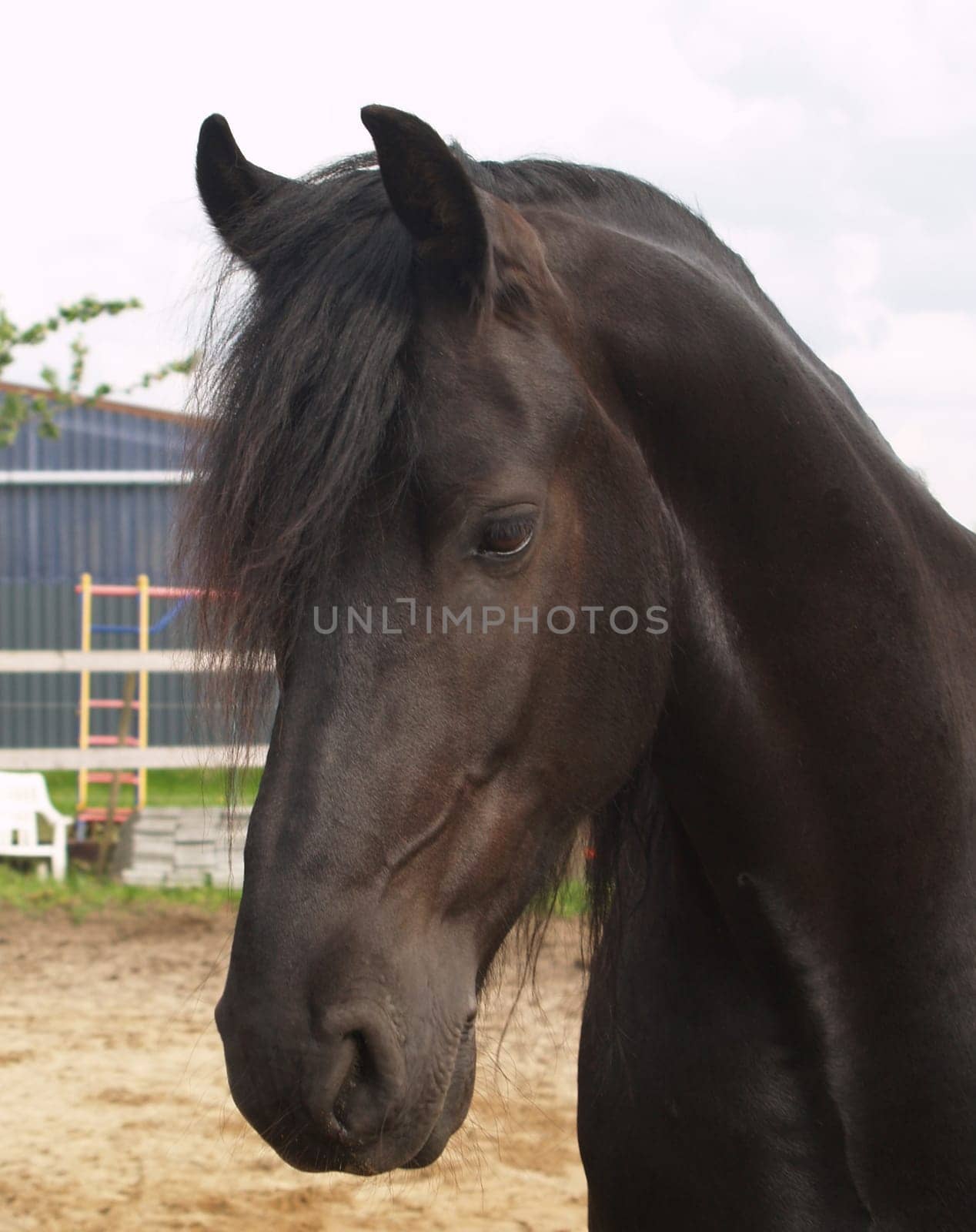Frisian