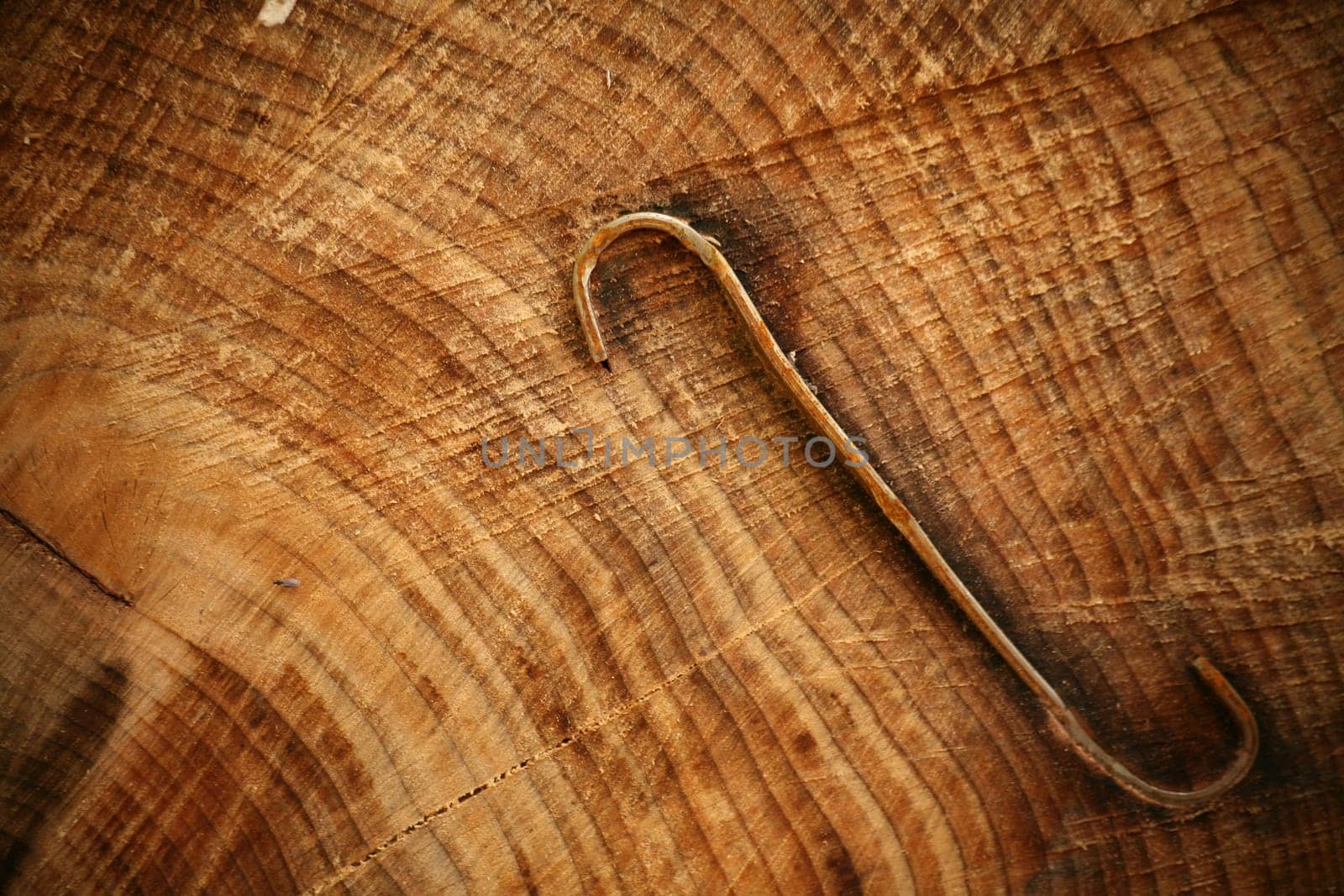Cut surface of a felled beech tree