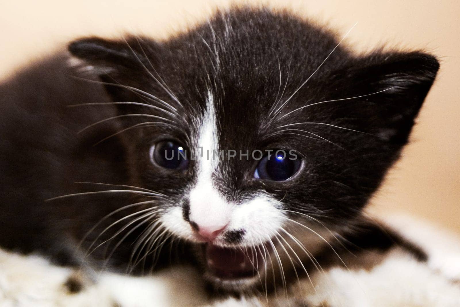 Cat child...