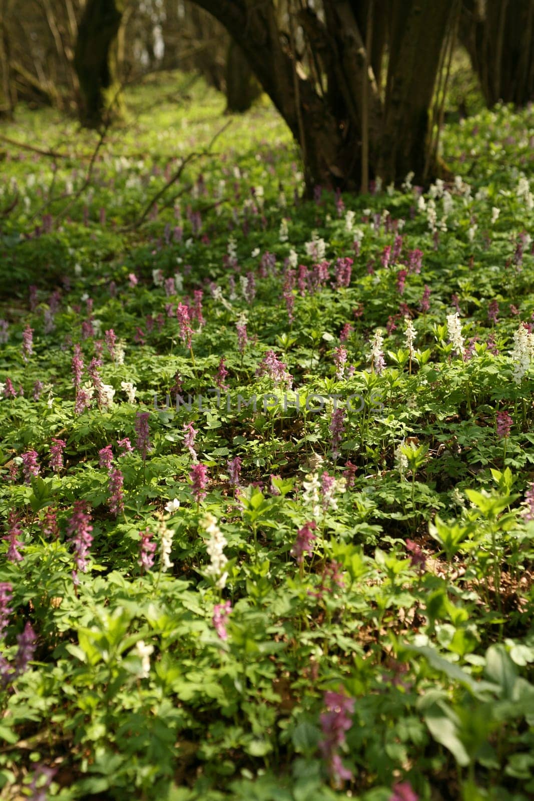 Corydalis cava