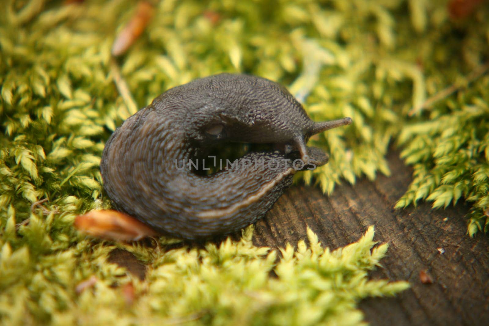 Black snail