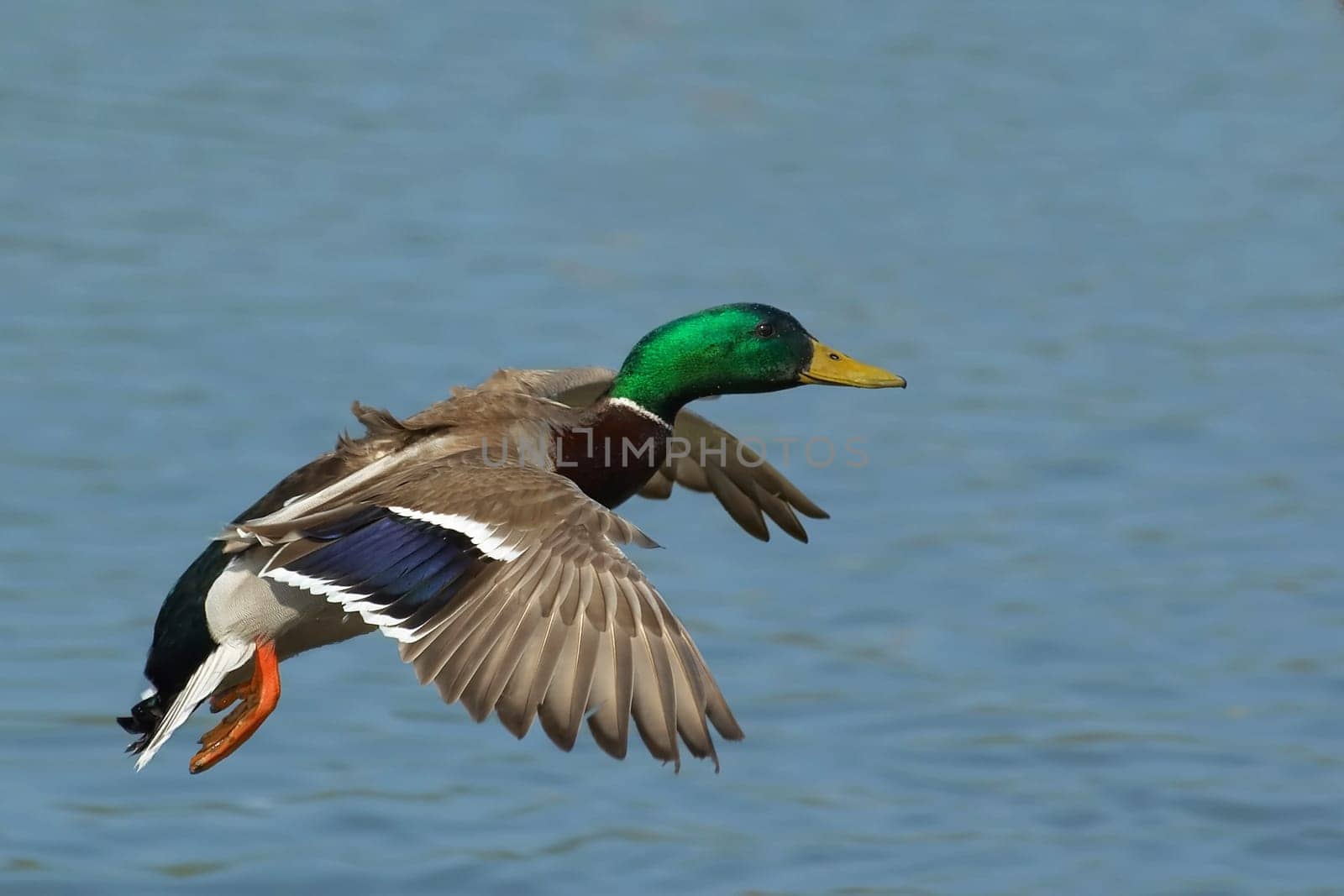 Drake in flight