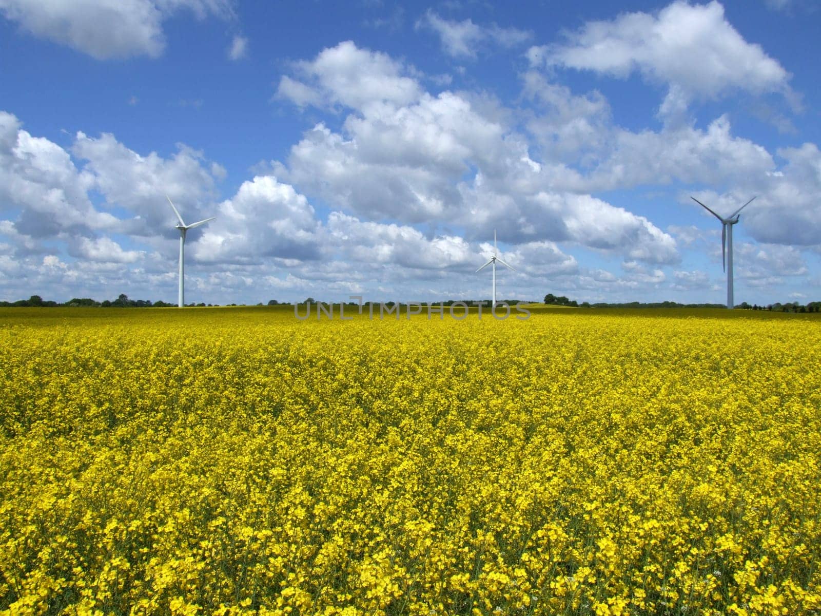 Pure energy production - Winkraft and rapeseed oil