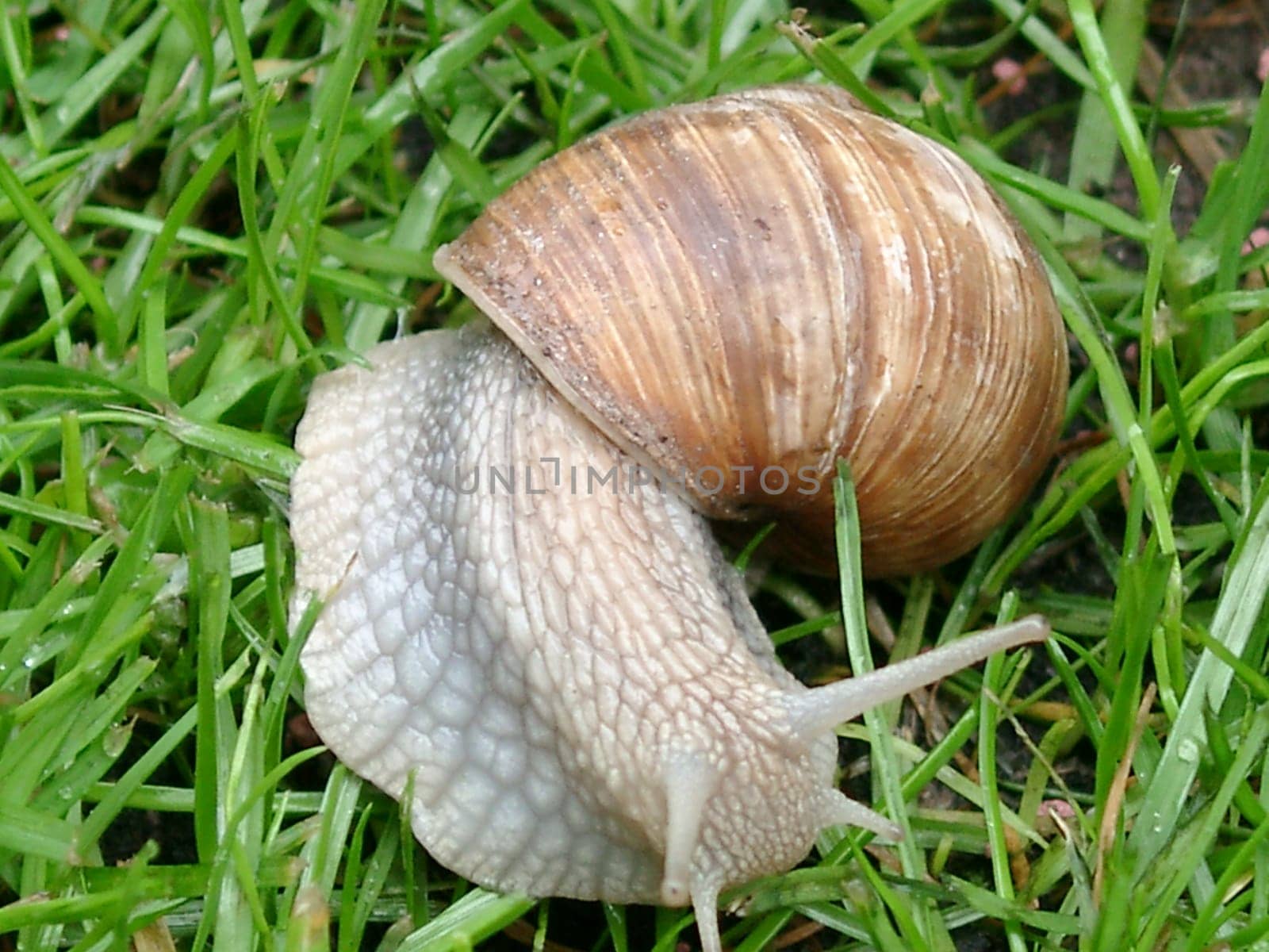 Snail