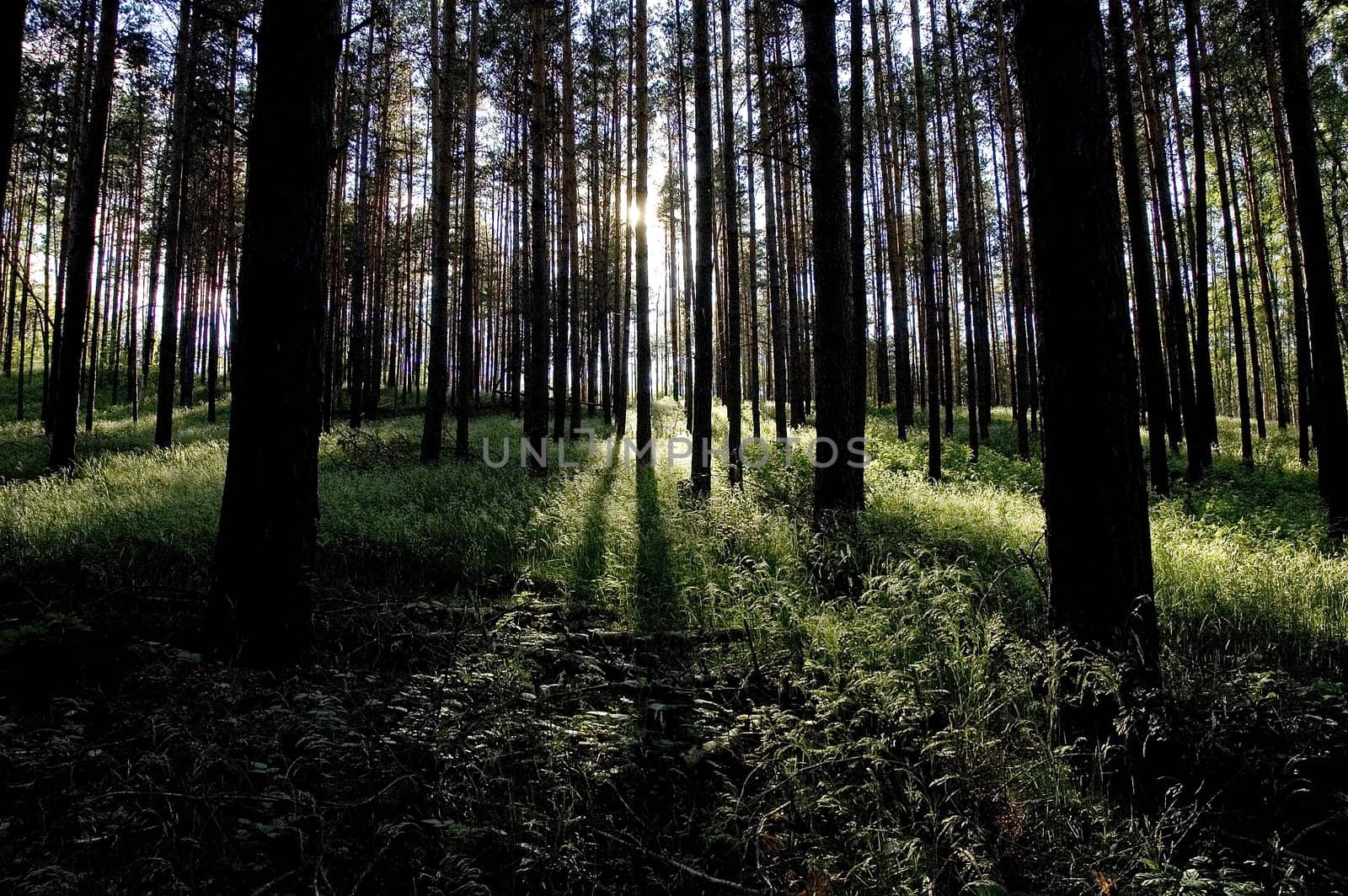 Forest2
