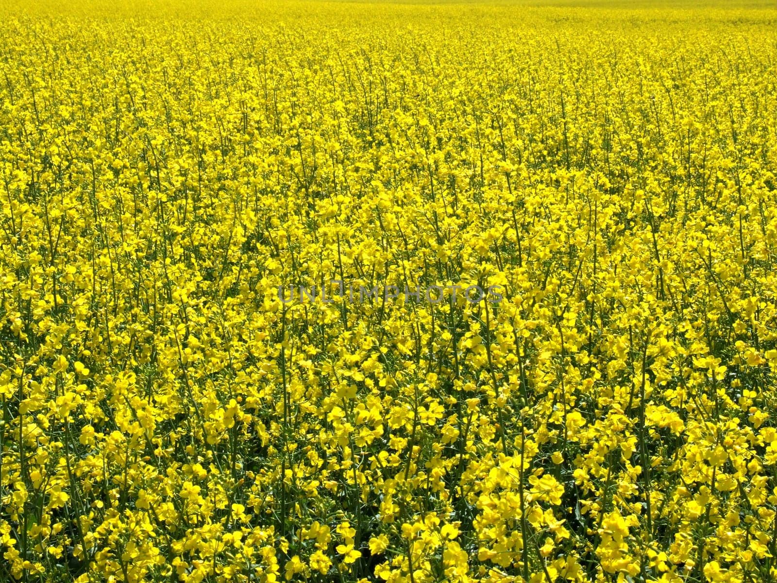 Rapeseed - Rapeseed - Rapeseed flowers