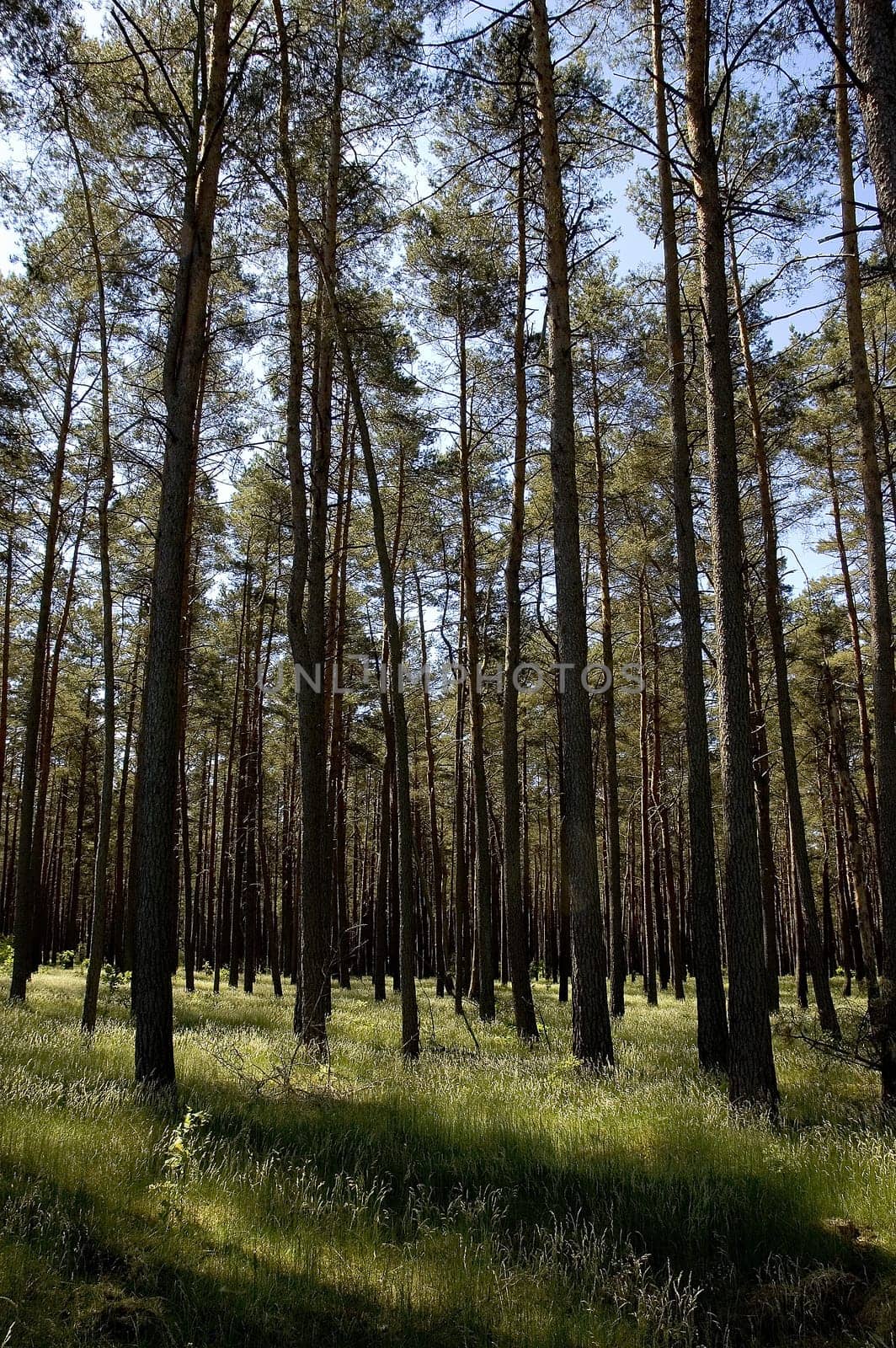 Forest4