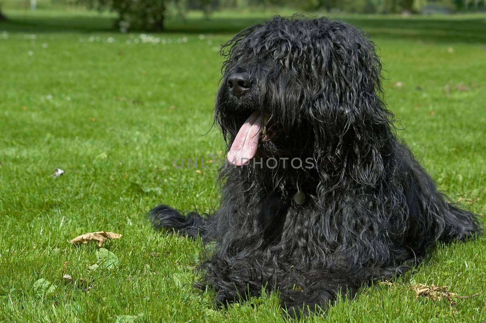 Briard