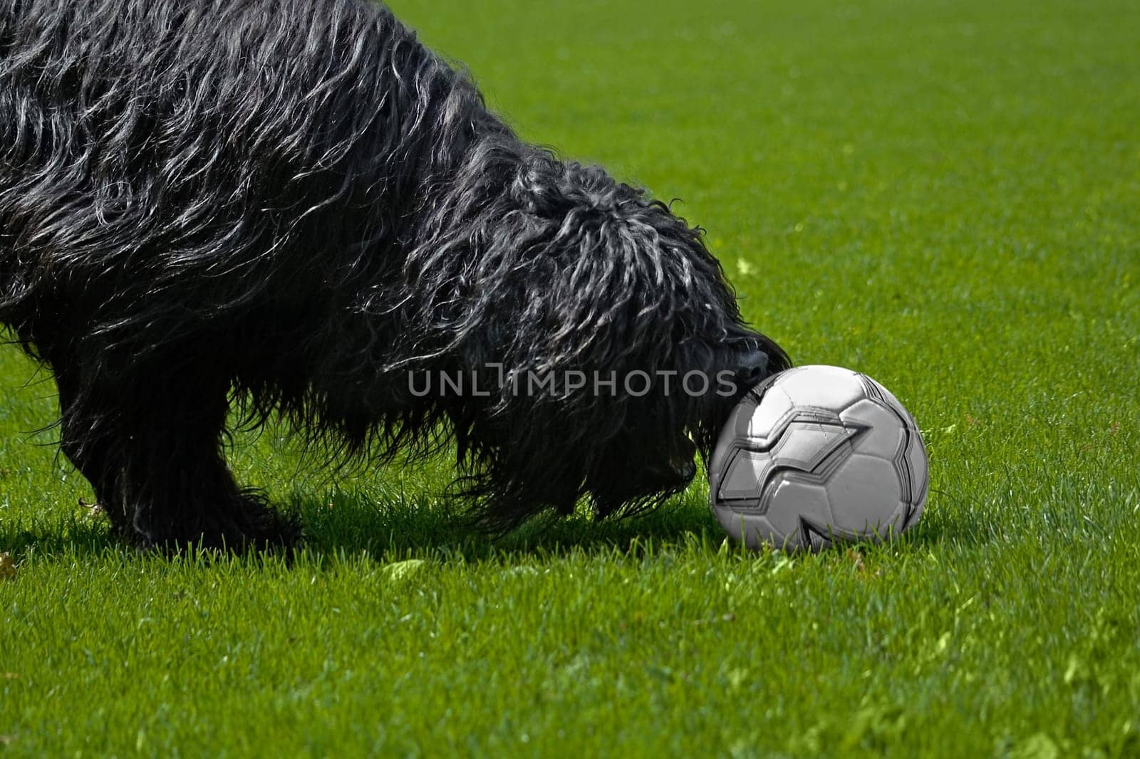 Football fan