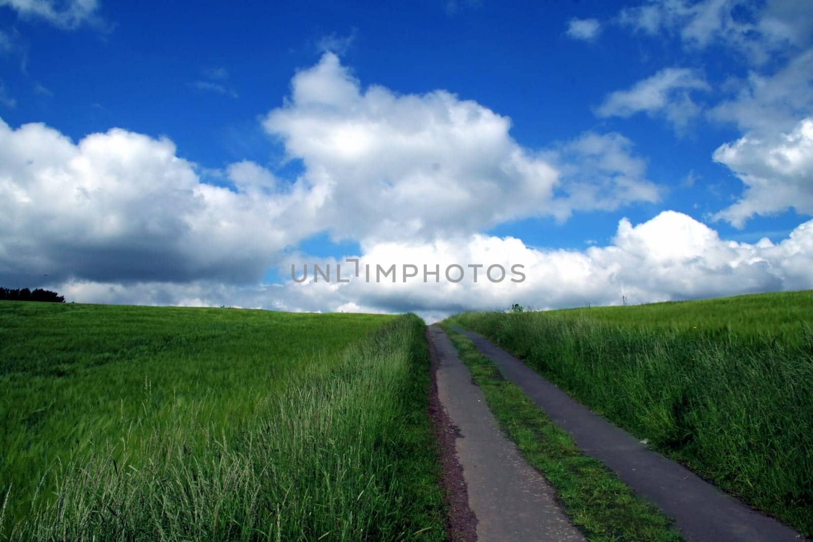Path through barley fields