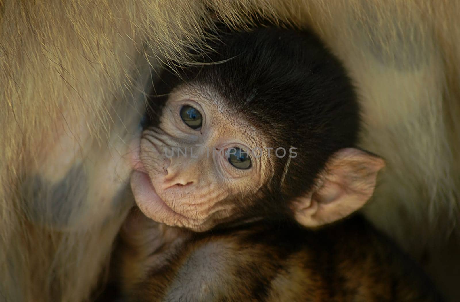 I'm still small,but I can already make big eyes.....