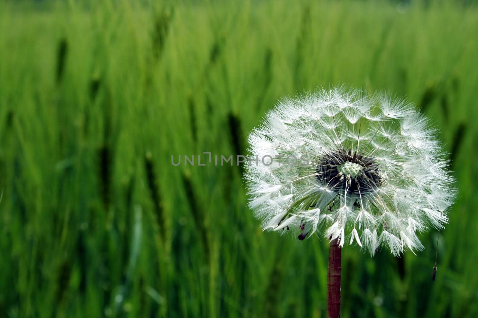 Dandelion