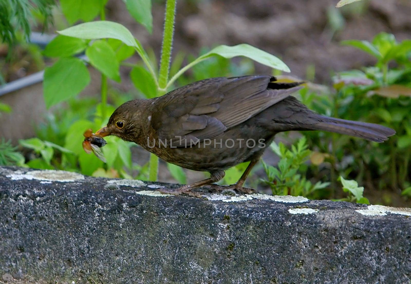 Prey