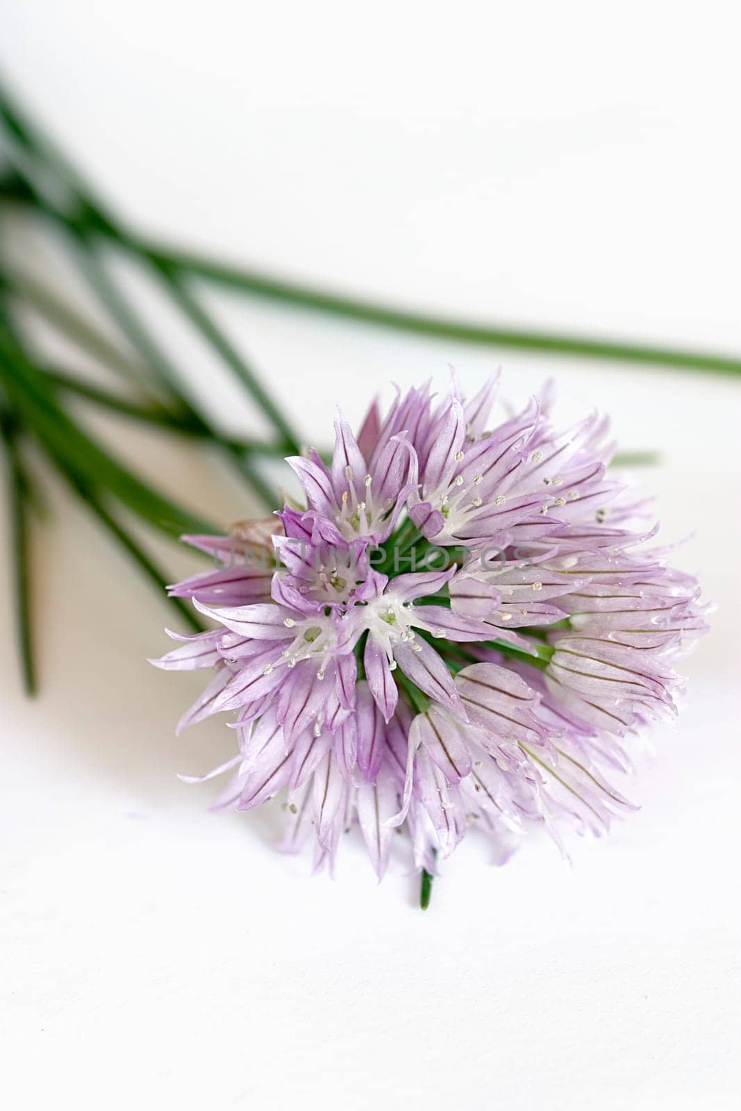 Chives
