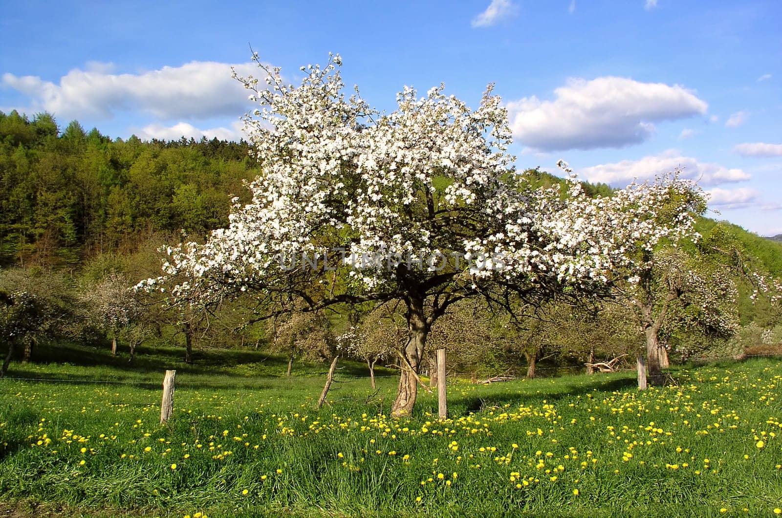 Glorious spring