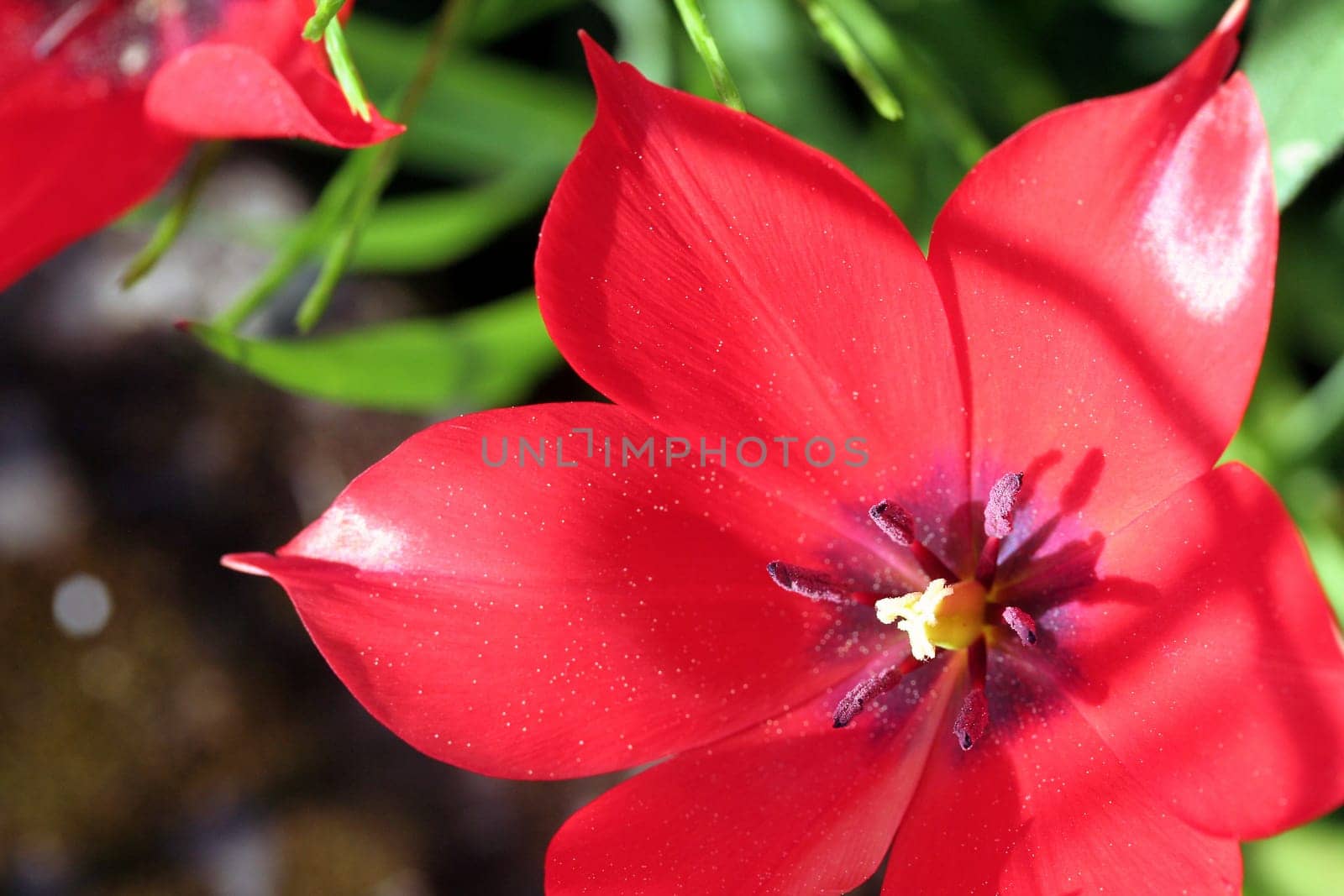 Wild Tulip III