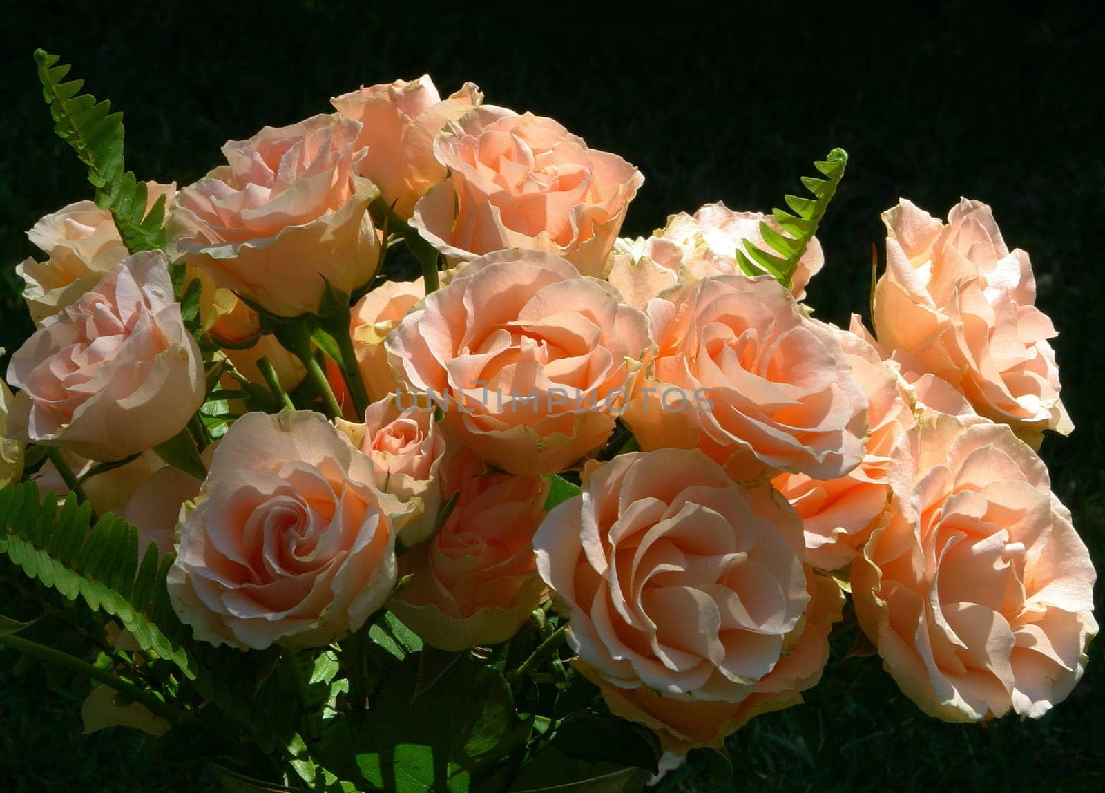 Roses on fern