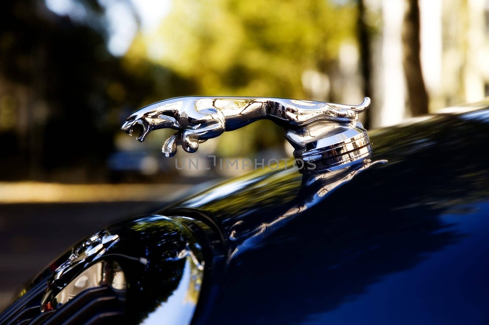 Hood ornament