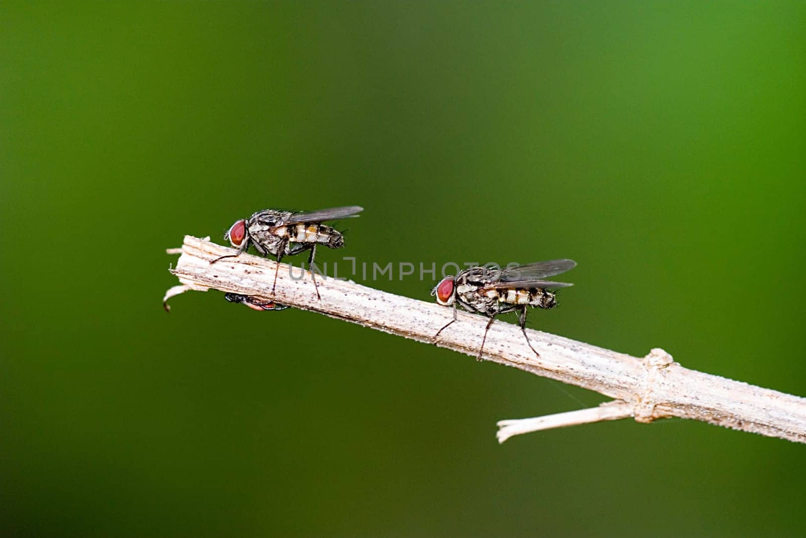 2 flies