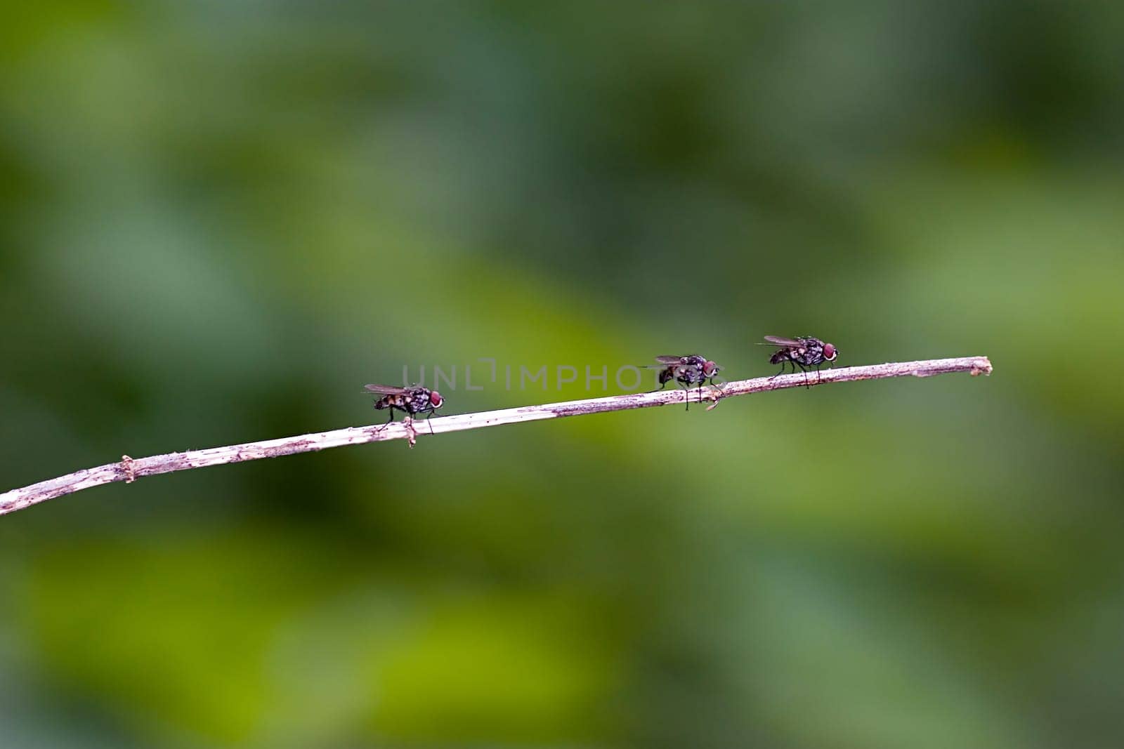 3 Flies