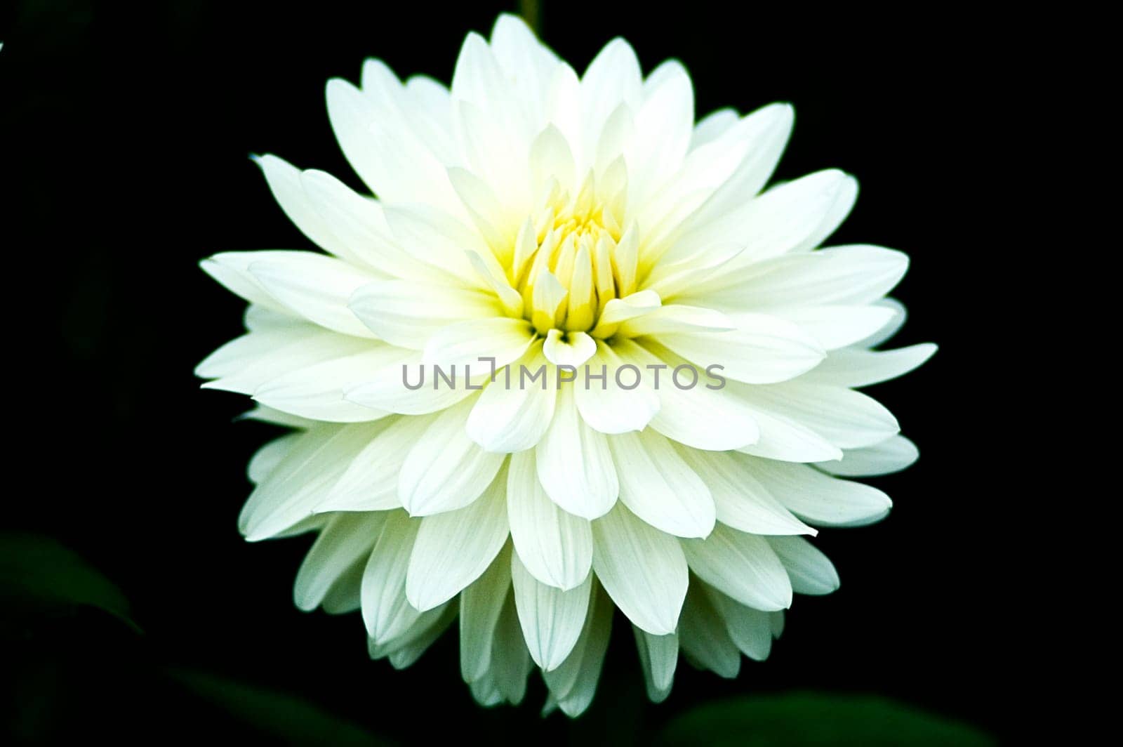 Dahlia1