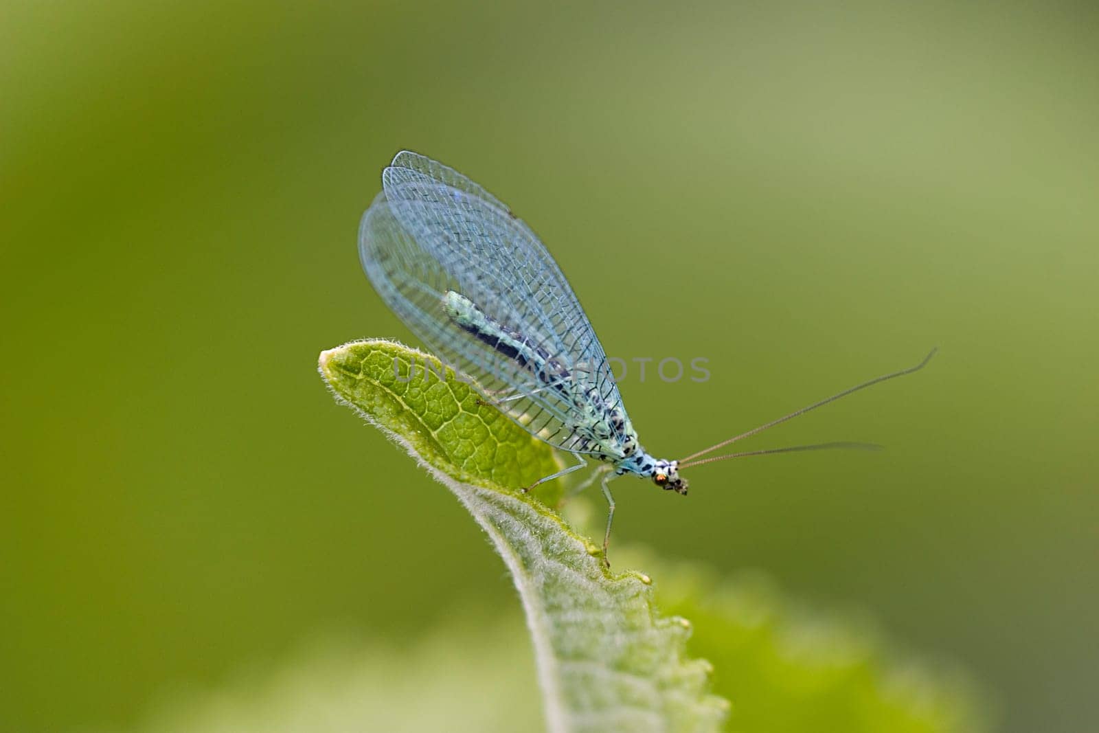 common green lacewing