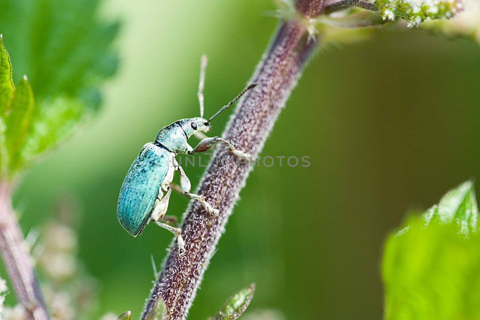 Green weevils