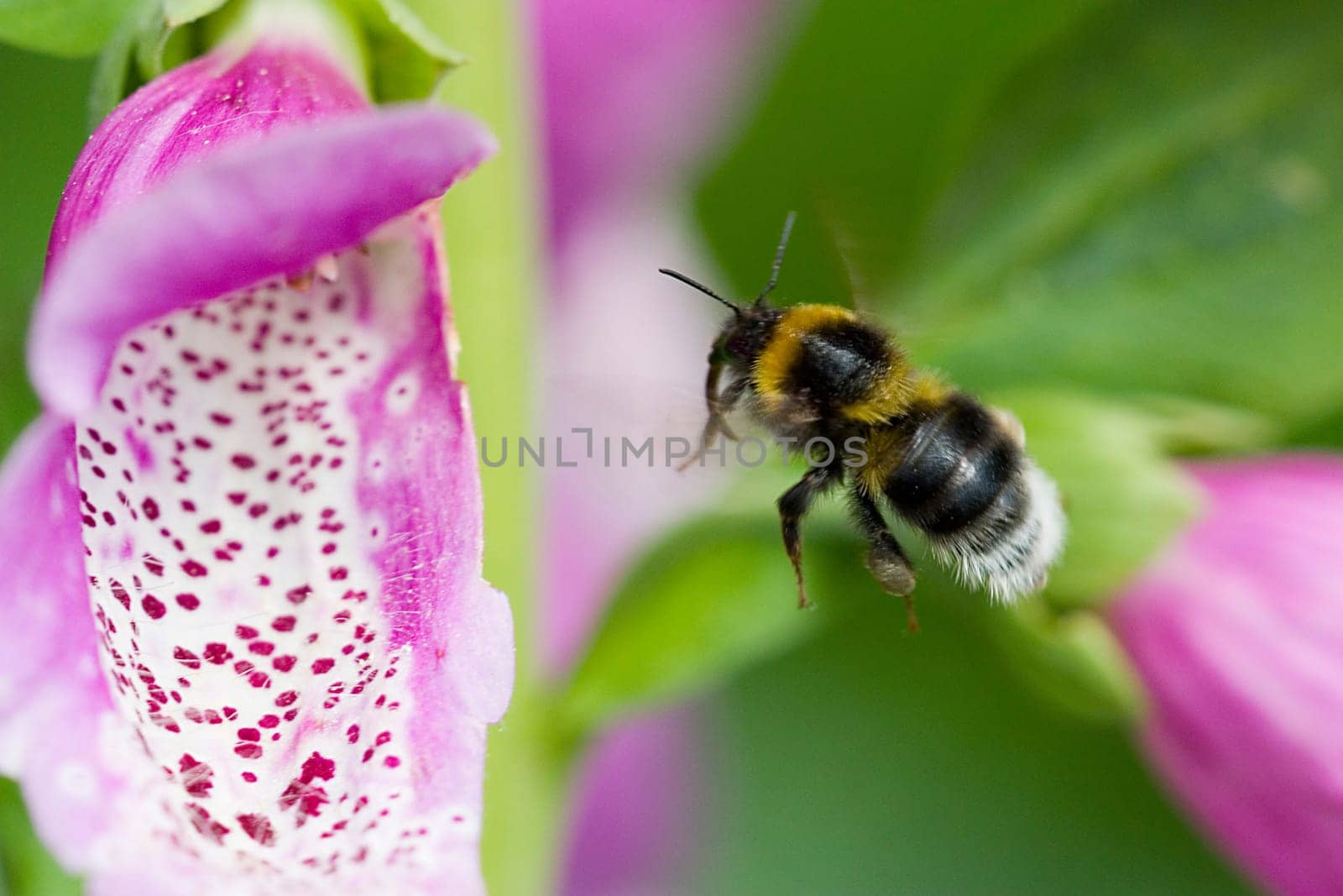 Bumblebee approaching