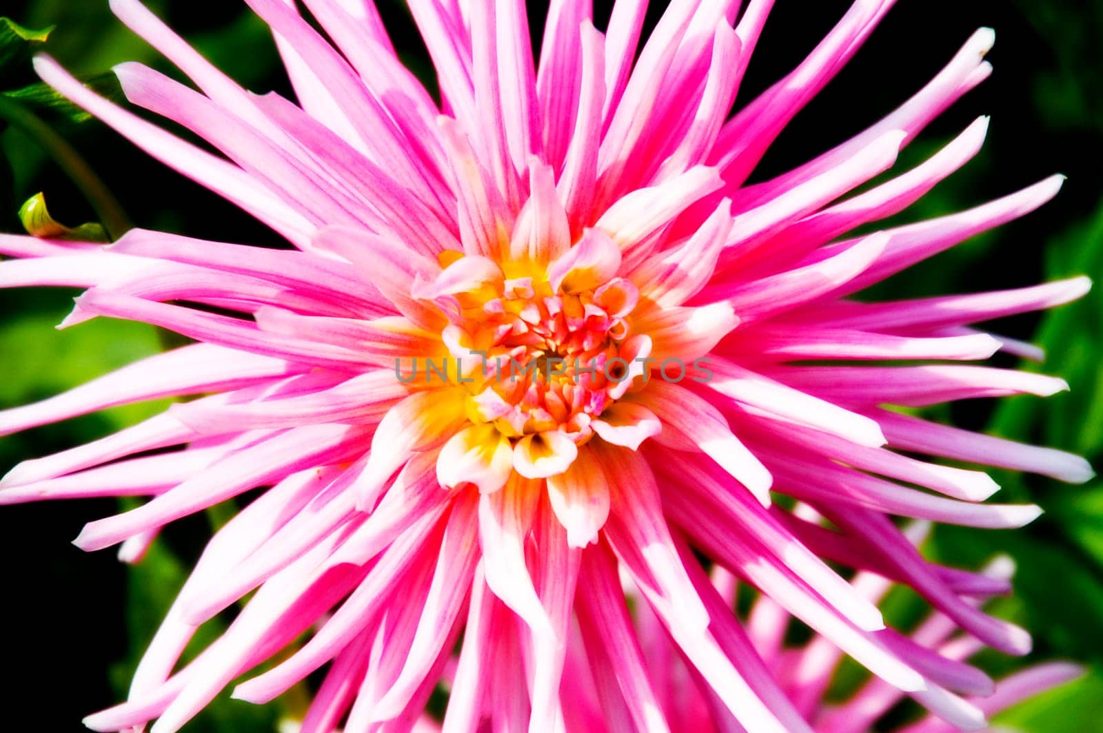 Dahlia