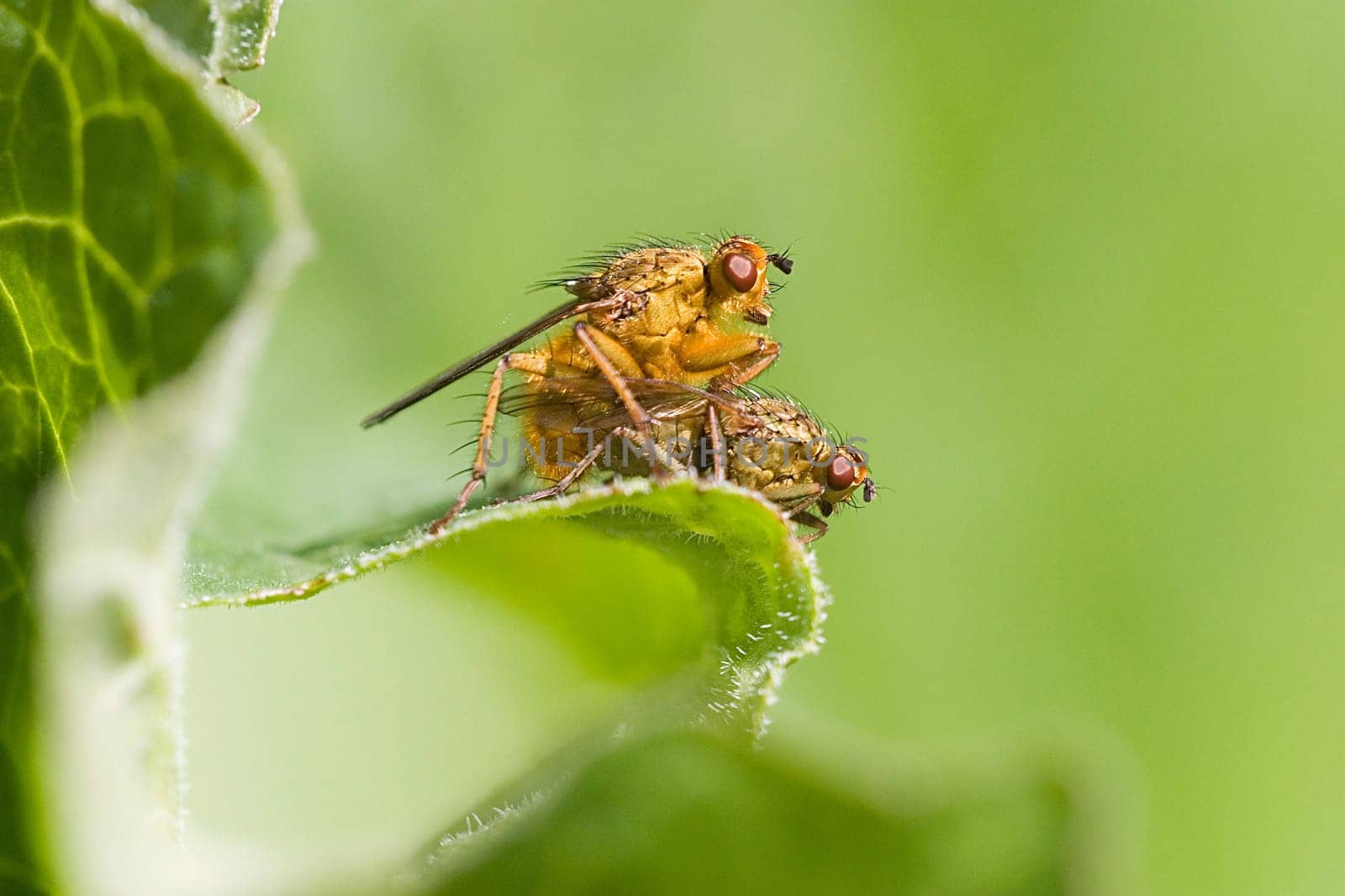 Dung fly mating