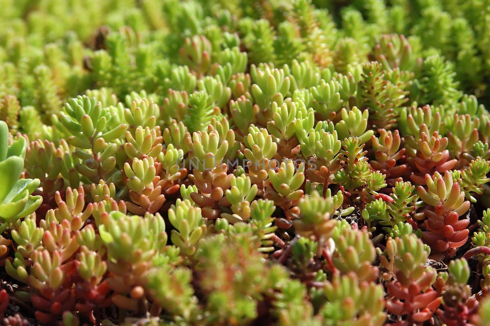 Rockery