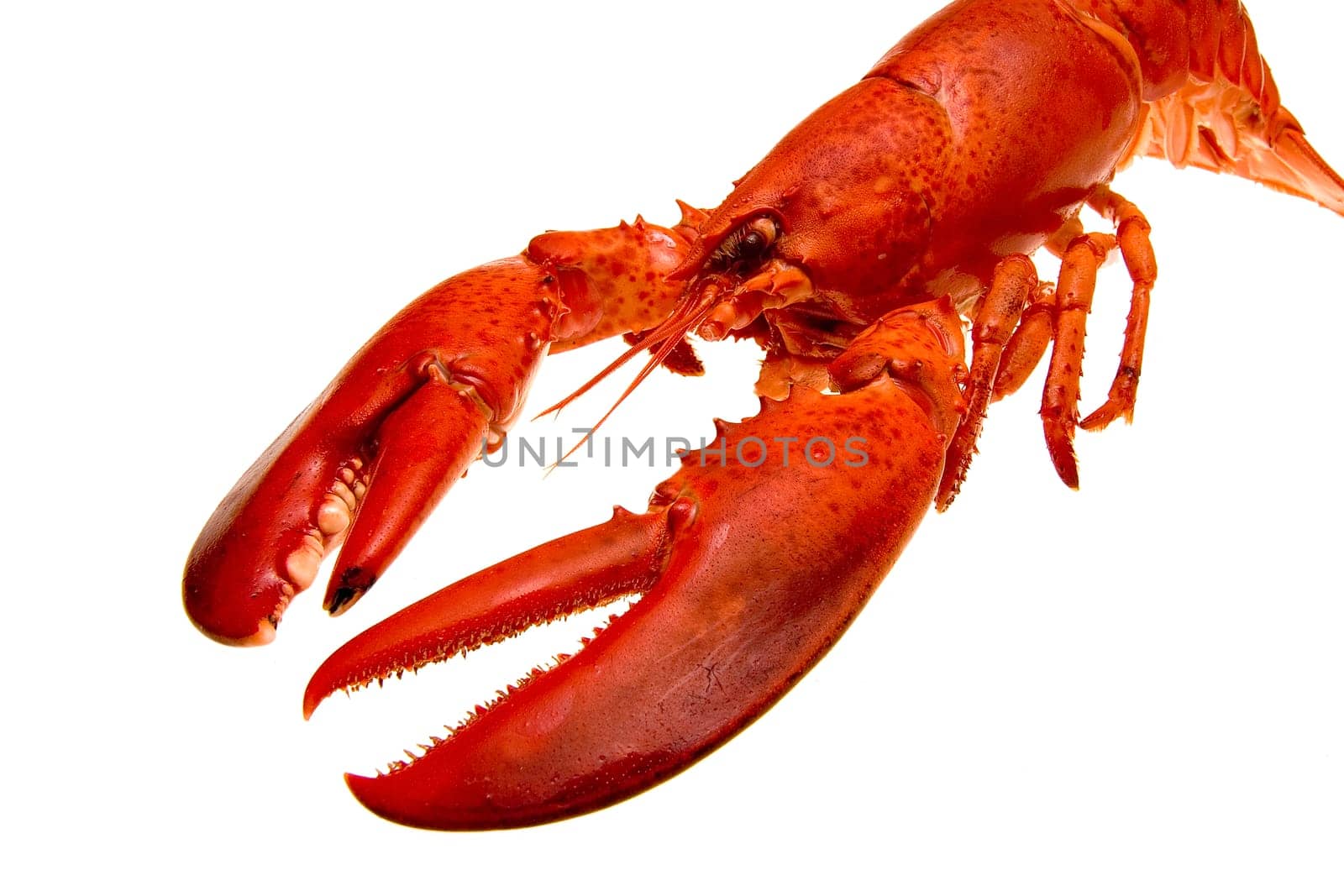 Lobster
