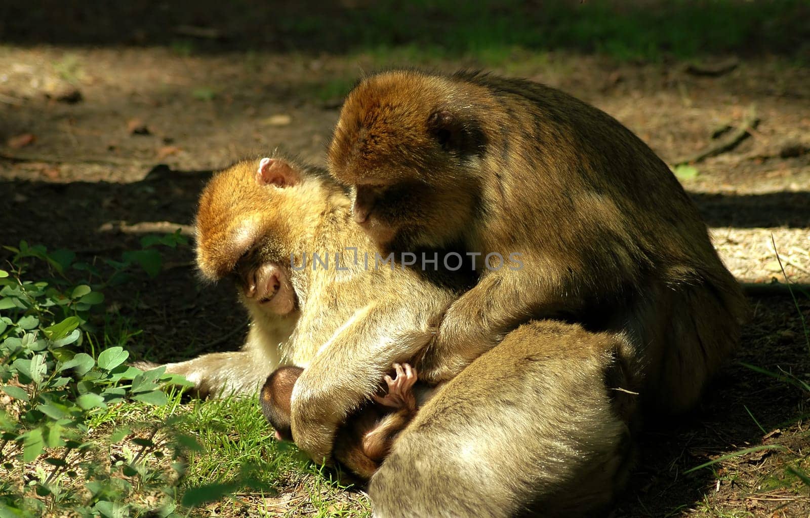 This picture is a bit outshined overall,but the motif really reminded me of a small family of people. Love and harmony in the animal kingdom.....